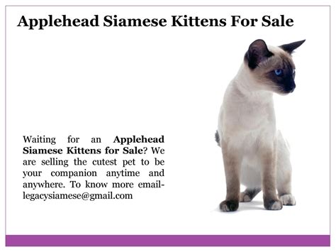 Applehead siamese kittens for sale by Andrew Escribar - Issuu