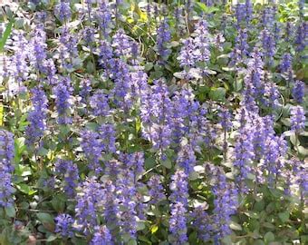 200 Seeds-snow in Summer Flower Seeds-cerastium Tomentosumpv377-profusely Blooming Perennial ...