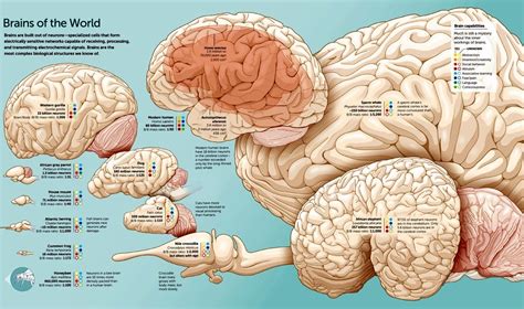 Brains of the World : r/Infographics