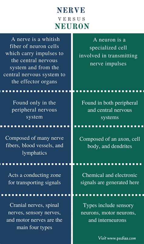 Difference Between Nerve and Neuron | Definition, Types, Functions