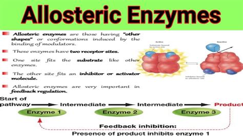 Allosteric Enzymes And Feedback Mechanism . Lecture No = 28 - YouTube