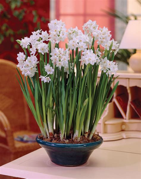 Paperwhites. Images copyrighted by Van Zyverden and used with permission by The Greenery Nursery ...