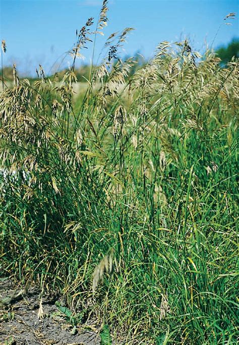 Stevenson Intermountain Seed | Bromus biebersteiniiMeadow Brome ...