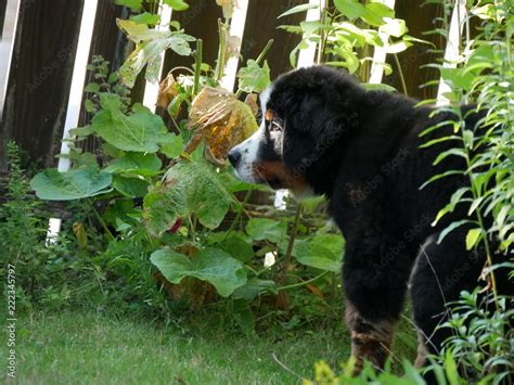 Berner Sennenhund Stock Photo | Adobe Stock