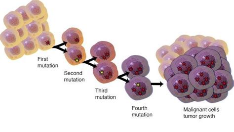 Darwinian Selection does not Influence Tumor Progression