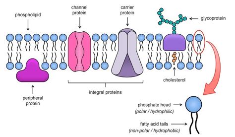 Q In fluid mosaic model of plasma membrane Upper layer is non-polar and ...