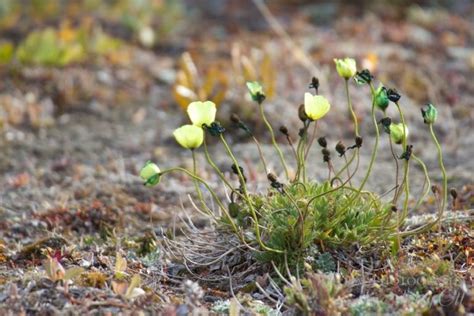 Tundra Plants Photography