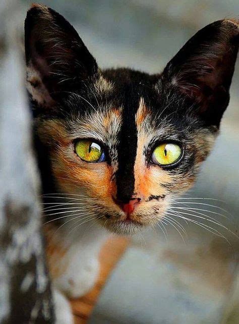 64 Best CALICO & CALIBY CAT'S/KITTEN'S images | Adorable animals ...