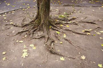 How To Begin Treating Damaged Tree Roots - Syracuse Tree Service