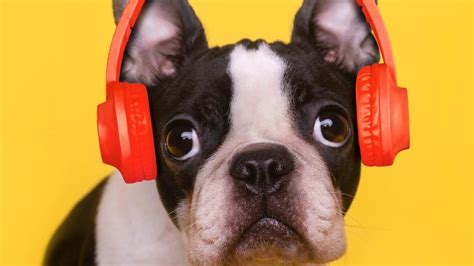 Pet Sounds: Curate Playlists to Calm and Entertain Your Pet - CNET