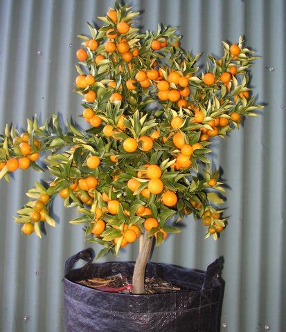 How to Grow Kumquat, Easy Tips for Growing and Harvesting Kumquat ...