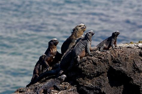 Marine Iguanas Feeding Underwater in the Galapagos | The Planet D