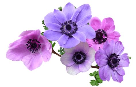 Anemone Flower Meaning and Symbolism - Symbol Sage