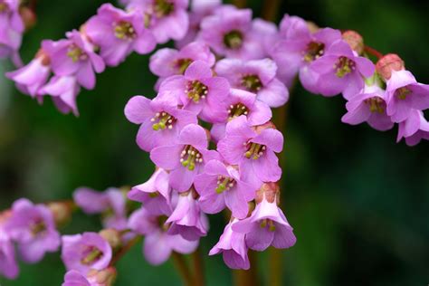 Bergenia: Plant Care & Growing Guide