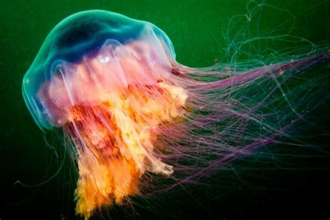 The 6 Largest Jellyfish in the World - My Animals