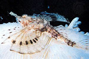 Dragonfish | fish | Britannica.com