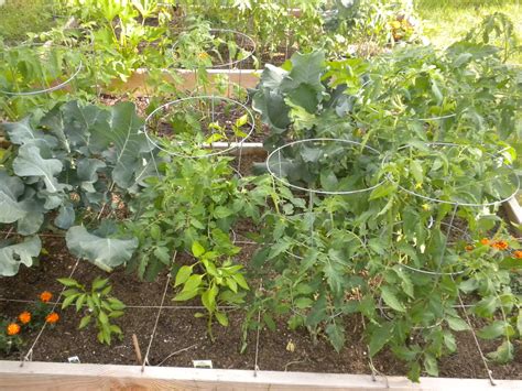 Tomato plants, peppers and broccoli in square foot garden | Flickr
