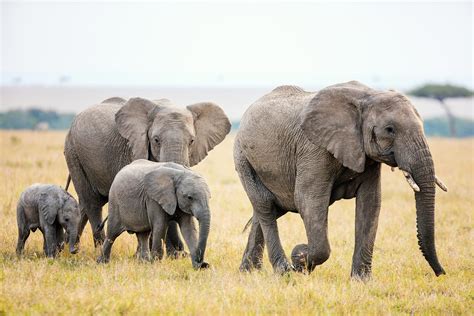 This Is How Many Elephants Are Left in the World | Reader's Digest