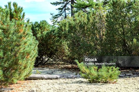 Tundra Vegetation Lichens Mosses And Small Shrubs Stock Photo - Download Image Now - iStock