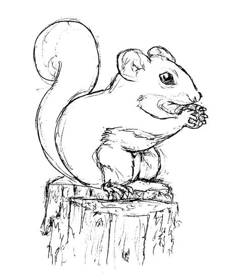 Squirrel Sketch by bluefootednewt on DeviantArt