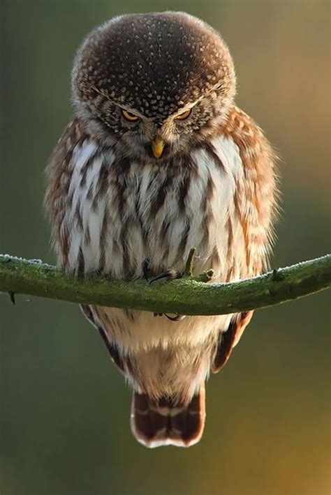 60 Cute Owl Pictures – Some Interesting Pictures For You To Enjoy ...