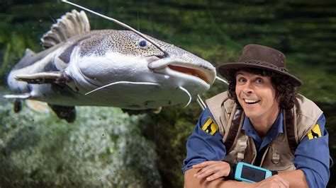 Andy and the Catfish - Andy's Safari Adventures S01E14 | TVmaze