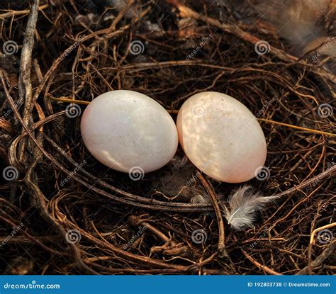 Pidgin eggs stock photo. Image of growing, pidgin, nest - 192803738