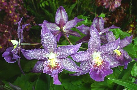 Hawaii: The Annual Orchid Show in Hilo on the Big Island | WanderWisdom