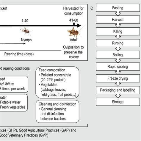 (A) Schematic representation of the house cricket's life cycle (Acheta... | Download Scientific ...