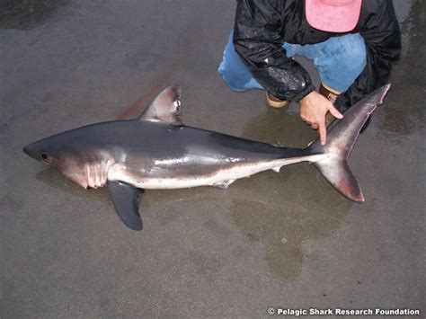 The Pelagic Shark Research Foundation - The Sharks of the Monterey Bay ...