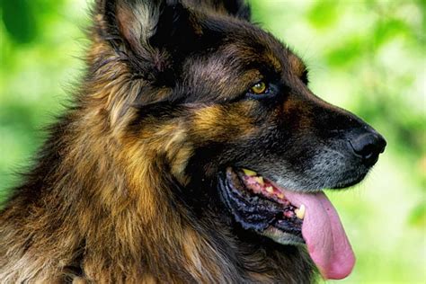 The Shiloh Shepherd - A Breed Information Guide | Your Dog Advisor