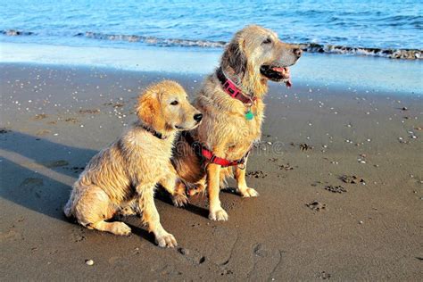 Golden Retriever Dog on the Beach Stock Photo - Image of hound, mammal ...