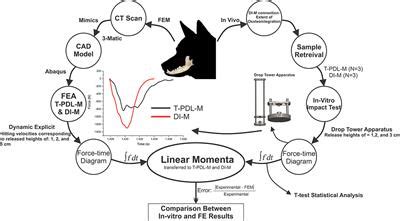 Frontiers | Linear Momenta Transferred to the Dental Implant-Bone and ...