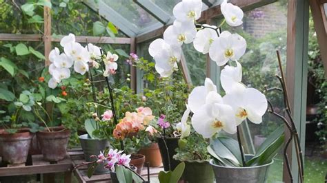 How To Build An Orchid Greenhouse In 6 Easy Steps