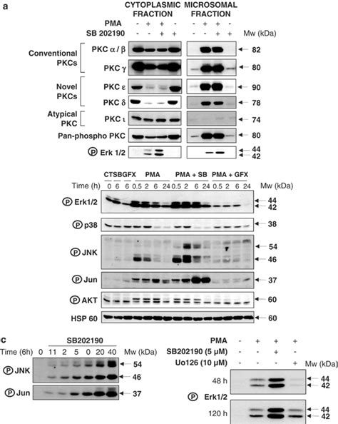 Signaling pathways controlling megakaryocytic differentiation of K562 ...