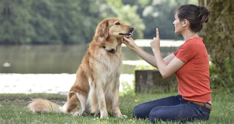 How to Train Older Dogs - PetlifeSA