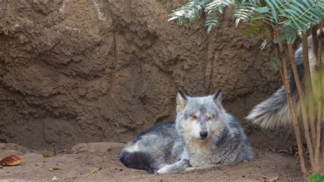 Parque Zoologico de Chapultepec Pictures: View Photos & Images of Parque Zoologico de Chapultepec