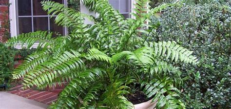 nephrolepis-biserrata – Greens Park Nursery