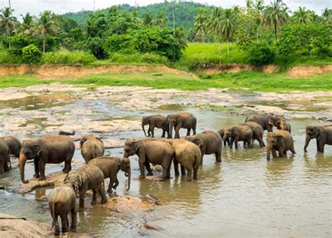 Bathing with Giants: A Visit to the Pinnawala Elephant Orphanage ...