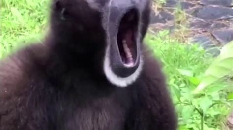 monkey 🐵 screaming meme video - YouTube