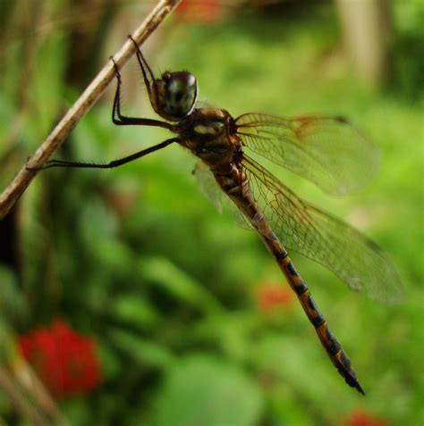 Asisbiz Libellulidae Red Swampdragon Agrionoptera insignis allogenes Sunshine Coast Qld ...