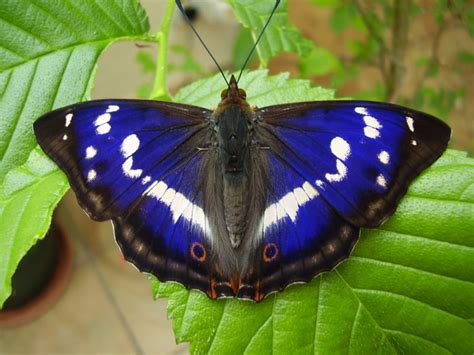 Purple Emperor l Beautiful Butterfly - Our Beautiful Planet