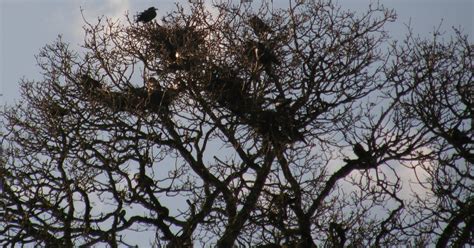 A Cotswold Year: Rooks Nesting