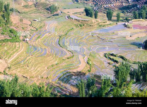 Rice terraces, Sapa, Vietnam Stock Photo - Alamy