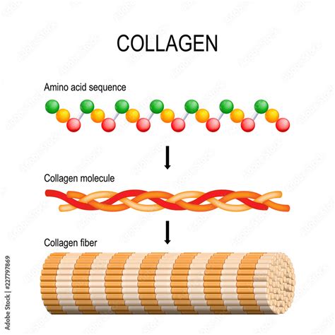 Collagen. Molecular structure. Stock Vector | Adobe Stock