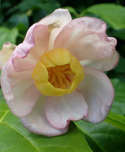 Calycanthus chinensis (Allspice, Chinese Sweetshrub) | North Carolina Extension Gardener Plant ...