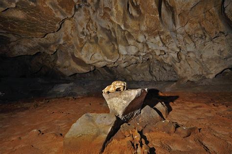 Cave bear skull in Skull Chamber, Chauvet Cave ( c Jean-Michel Geneste ...