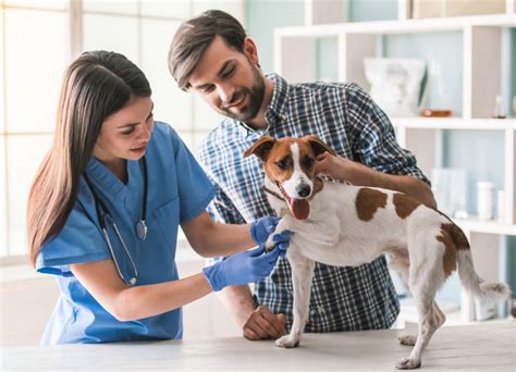 Prolotherapy | Animal Wellness Academy