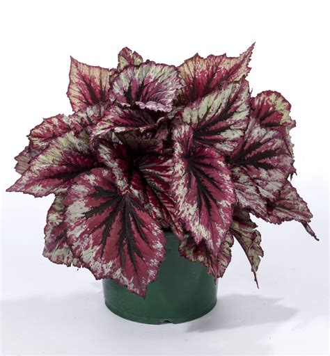 Begonia Rex Shadow King ® | Green Fuse Botanicals Inc.