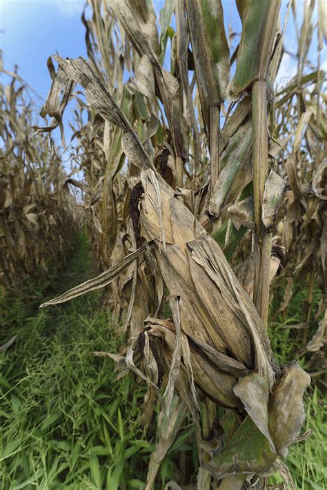 Is this Corn Dead? | Mississippi State University Extension Service